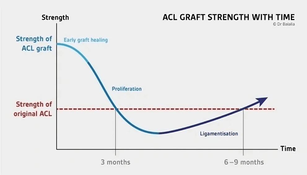ACL graft strength over time graph.
