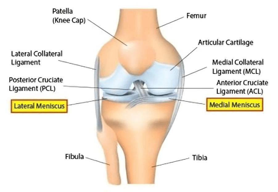 Diagram of knee joint anatomy and ligaments.