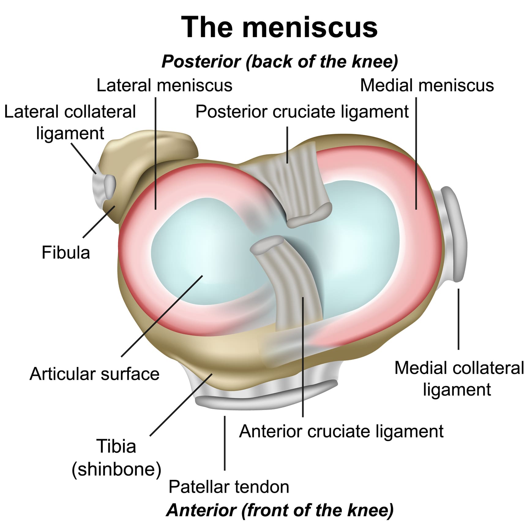 Knee meniscus anatomy diagram with labels.