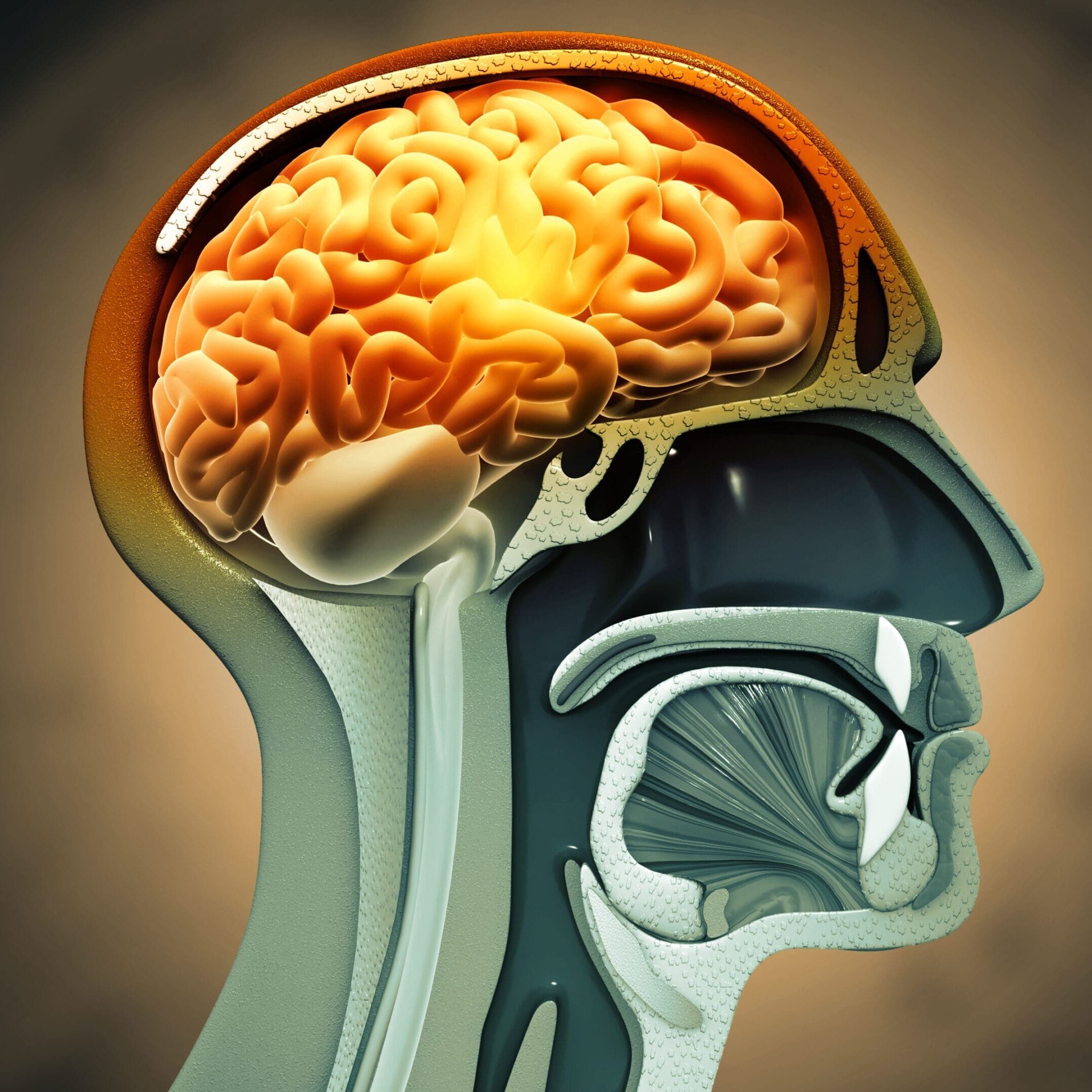 Illustration of a human brain cross-section.